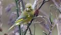 Les oiseaux et la couleur à la médiathèque de la Croix du Bac - JPEG - 43.4 ko